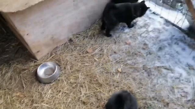 Щенки Шипперке/ Схипперке Гуляют на Улице в 2 Месяца❄️ смотреть онлайн