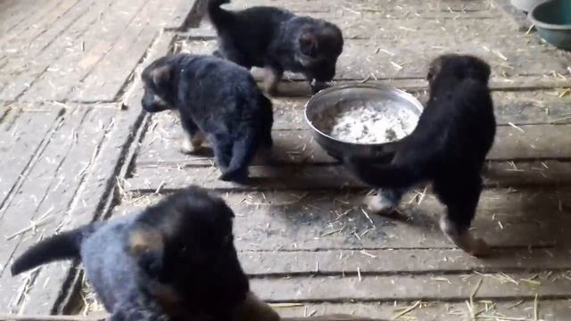 ЩЕНКАМ НЕМЕЦКОЙ ОВЧАРКИ 1 МЕСЯЦ смотреть онлайн