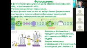 Тема: Световая фаза фотосинтеза. Фотофосфолирование.
