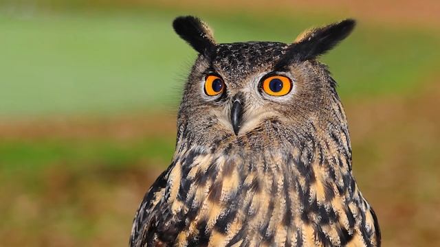 Сказка про Совенка и его первыи полет