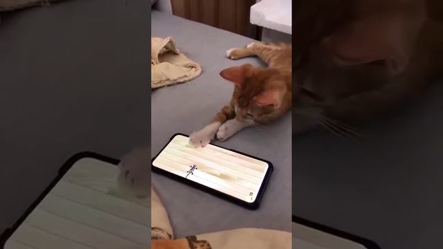 Котенок боится пауков даже в игре. смотреть онлайн