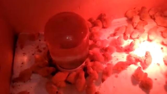Уральские индопелки. Вывод перепелят. Техасский бройлерный перепел.