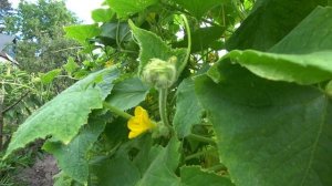 Уксус смерь для огурцов  Как правильно подкормить огурцы в августе