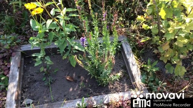 «Бабье»лето.Делаем новые грядки... смотреть онлайн