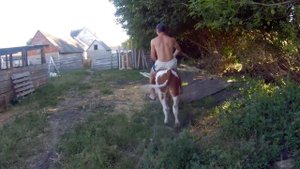 Можно ли оседлать корову? Построили загон для телят.Опоросилась свиноматка!!