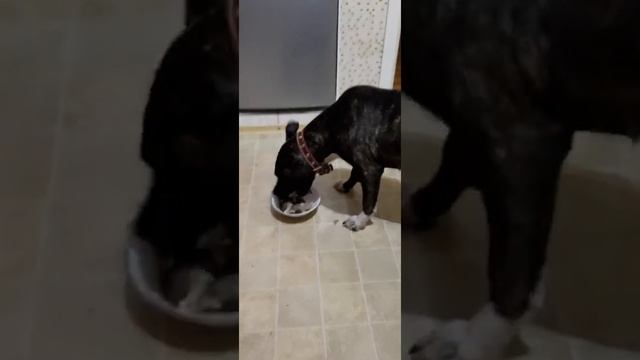 За разом может кушать целый тазик говяжий желудок (рубец) смотреть онлайн