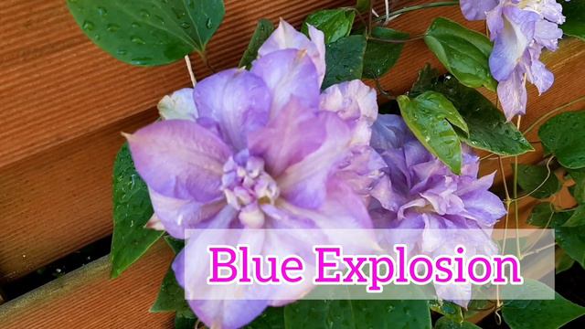 Clematisy wielkokwiatowe wcześnie kwitnące, które warto mieć w ogrodzie #clematis #ogród #powojnik смотреть онлайн