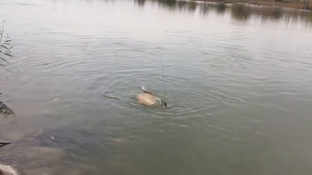 Томина балка. Карп 7 килограмм. смотреть онлайн