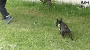 5 причин завести французского бульдога