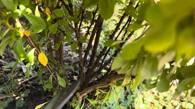 НАШ САД ПОСТЕПЕННО ПРЕВРАЩАЕТСЯ В КАМЕНИСТЫЙ:ДОРОЖКА И КАМНИ С БАРБАРИСАМИ (SUMMER SUNSET,FLORENCE смотреть онлайн