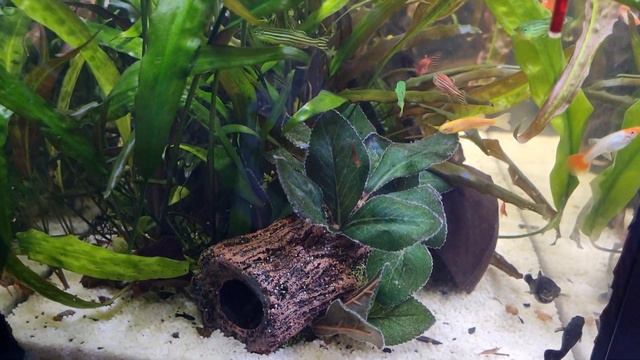 Аквариум на 55 литров от 7 января 2023 года смотреть онлайн