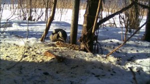 Большой Пёстрый Дятел ест козинаки, наблюденние птиц в Великом Новгороде, 18 февраля 2024