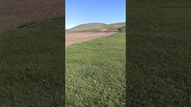 Перегон овец породы Эдельбай . смотреть онлайн