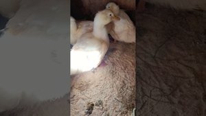 утка Агидель.