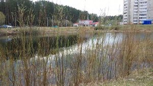 Лягушки поют! Очень красиво