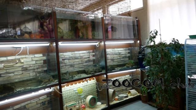 Маленький домашний зоопарк для всех! В гостях в Выборге. смотреть онлайн