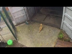 Рыжий кот (Рыжик/Онуфрий) поймал крысу в столовой Мансура