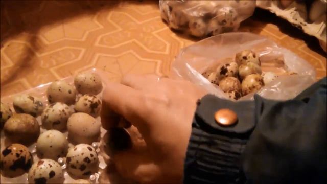 Показываю как проверить перепелиное яйцо. смотреть онлайн