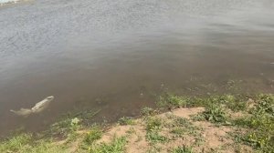 Рыбалка в Астрахани на р Рыча! #астрахань #вобла #рыбалка #рыба