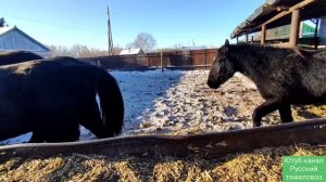 Лошади атакуют деревню. отъем поздних жеребят