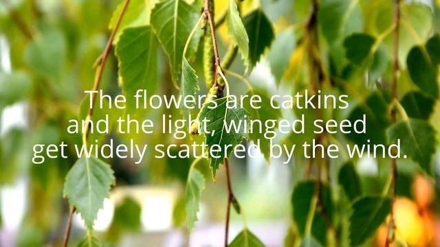 Tree Id: Silver Birch Tree Identification Uk (Betula Pendula) Native Bushcraft Trees