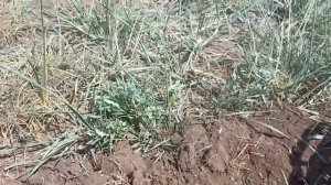 Нарезка копа с Металлоискателем FROGMAN B75