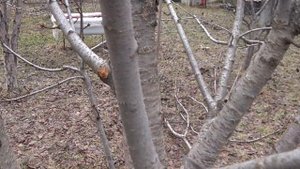 Обрезка и СНИЖЕНИЕ КРОНЫ у ЧЕРЕШНИ, растиущей без формировки.