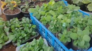 Петуньи вегетативные, калибрахоа черенки к продаже. Томилино 2022