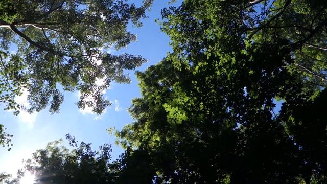 Соловьи в лесу. смотреть онлайн