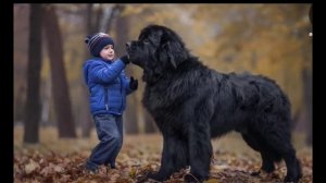 10 самых дружелюбных пород собак