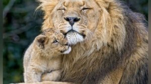 Прайд львов.Часть #1.