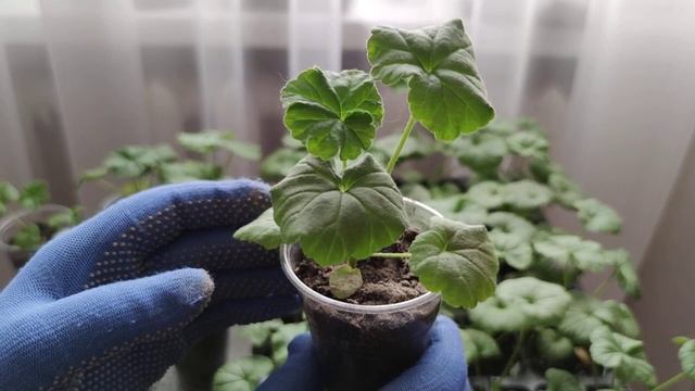 Сеянцам пеларгоний два месяца, что делать дальше смотреть онлайн