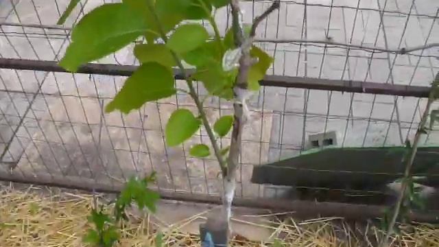 Весенняя прививка Хурмы  успехи и неудачи.  result spring grafting persimmon смотреть онлайн