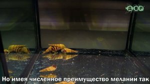Три Хищные улитки Хелены против пяти улиток Меланий! Такой концовки никто не ожидал!