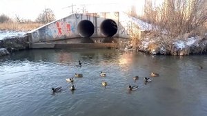 МО, Люберецкий округ, д. Марусино. Река Пехорка. Зима. Утки. 05.12.2020г.