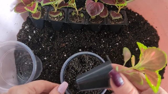 Пересадка колеуса из семян. Прищипка колеуса. смотреть онлайн