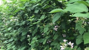 Ежевика Честер - начало цветения