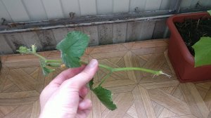 Выращивание помидоров и огурцов на балконе в 2023 году ➤ Проращивание пасынка огурца ➤ Часть 5