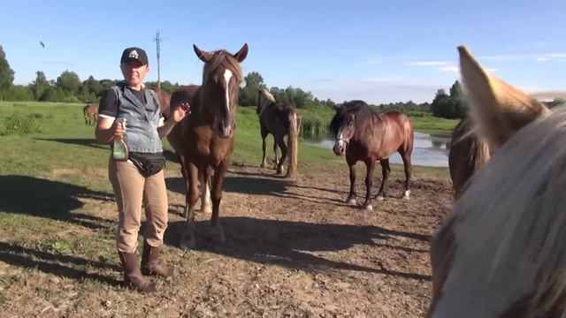 Как мы учим лошадей не бояться спреев и брызгалок. смотреть онлайн