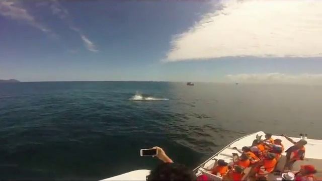 Доминикана. горбатые киты смотреть онлайн