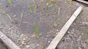 Бутия головчатая- Butia capitata...