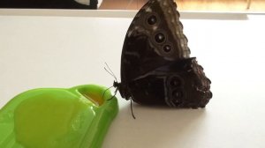 Бабочкарий, наблюдаем за бабочками и кормим