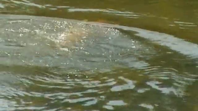 Заплыв на байдарке 2009 смотреть онлайн