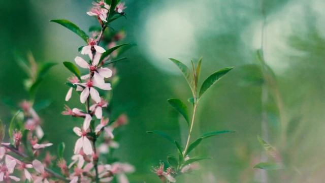 Весенние цветы. Цветы миндаля | Футажи красивая природа [FullHD]