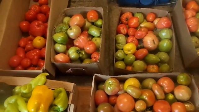 Как в домашних условиях ускорить созревание томатов и перцев. смотреть онлайн