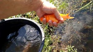 Карпы кои в пруду