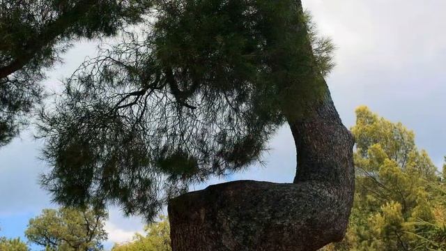 сказка из дерева смотреть онлайн