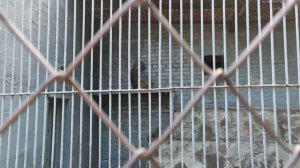 Ростовский зоопарк Тигр Лев Слоны Носорог