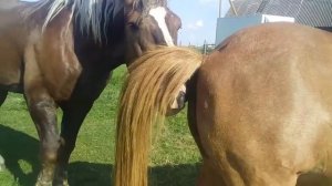 Знакомства  Жеребц с кобылой