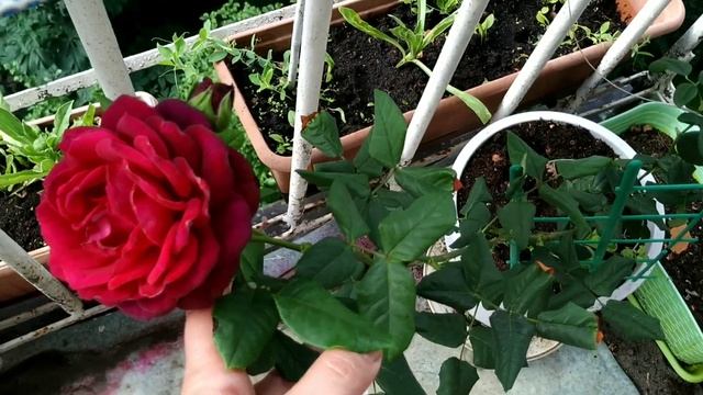 Роза Беби Баккара смотреть онлайн